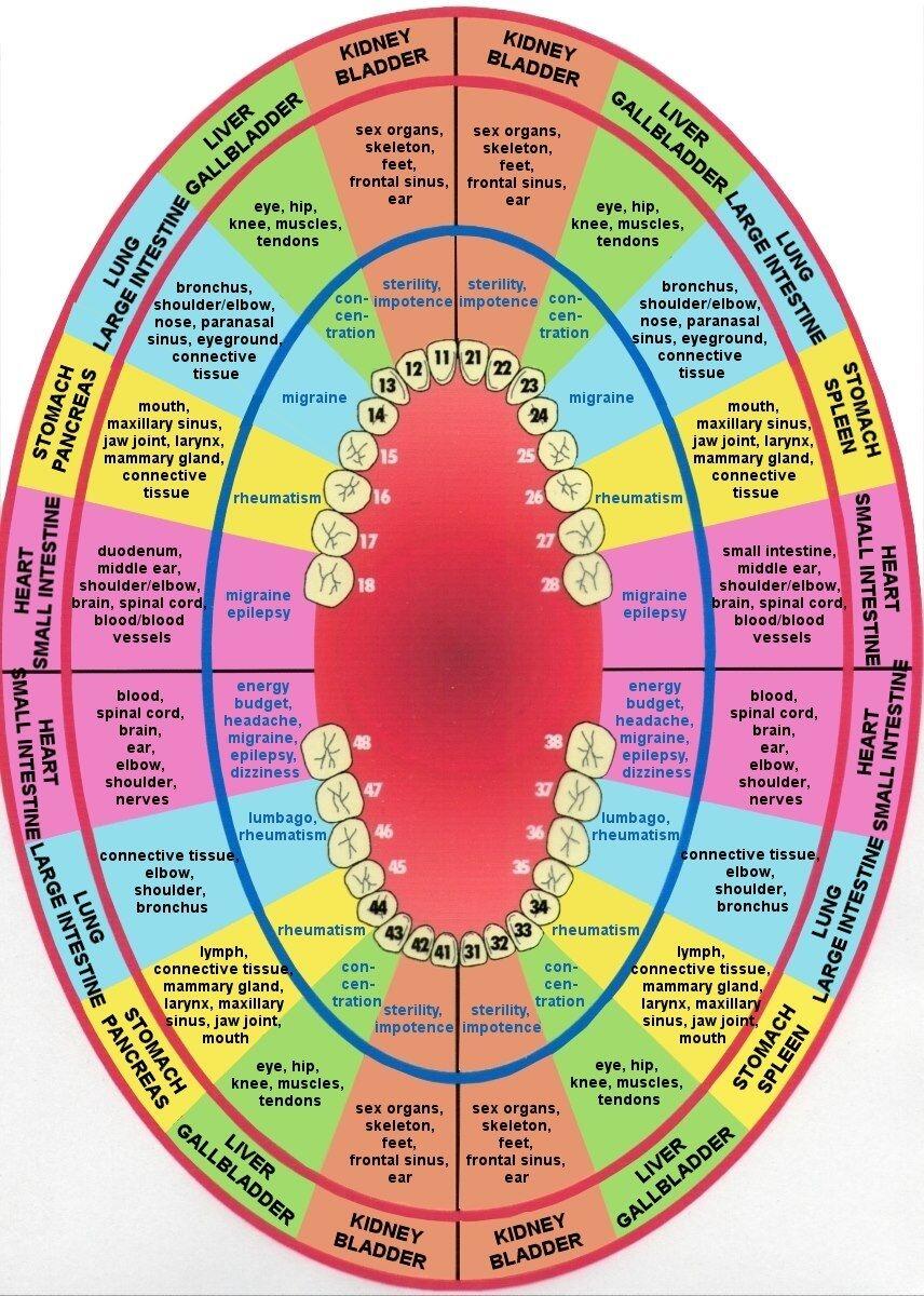 Teeth Meridian Chart In Acupuncture Teeth Reflexology Chart Permanent Teeth And Their Corresponding Internal Organs Stock Photo Alamy