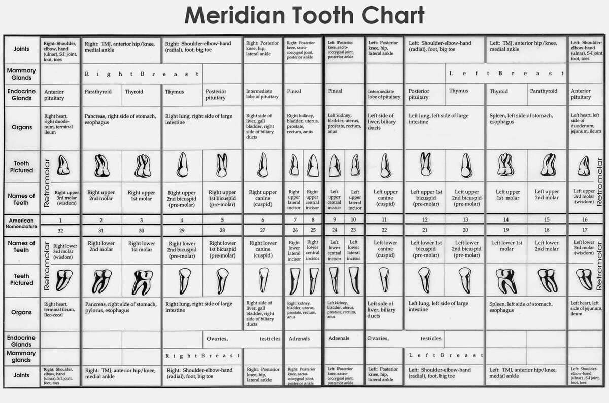 Teeth Meridian Chart Teeth Are Connected To Organs In Our Body Teeth Meridian Chart Teeth Are Connected To Organs In Our Body