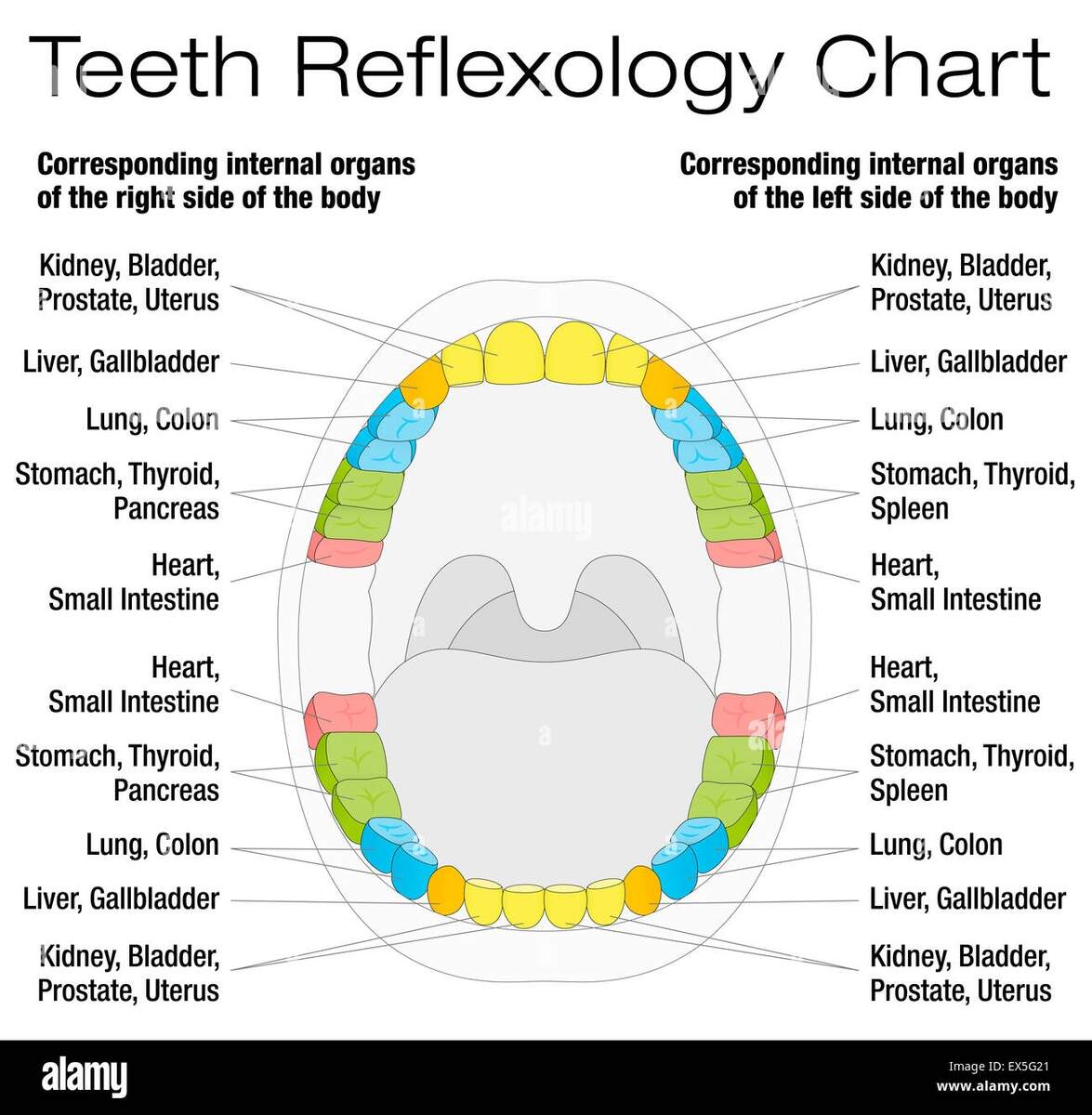 Teeth Reflexology Chart Permanent Teeth And Their Corresponding Internal Organs Stock Photo Alamy Teeth Reflexology Chart Permanent Teeth And Their Corresponding Internal Organs Stock Photo Alamy