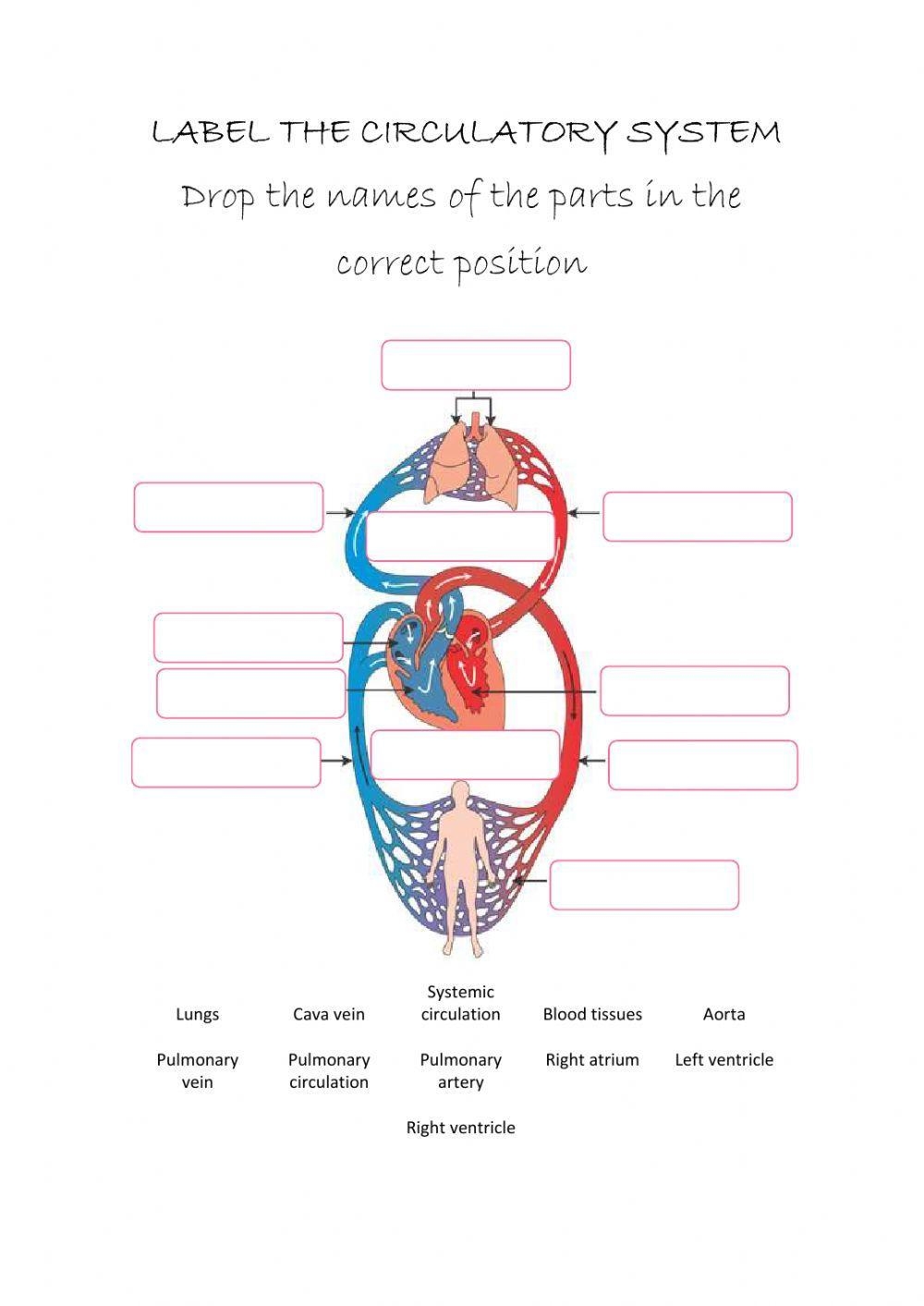 The Circulatory System Interactive Exercise Worksheets Library The Circulatory System Interactive Exercise Worksheets Library