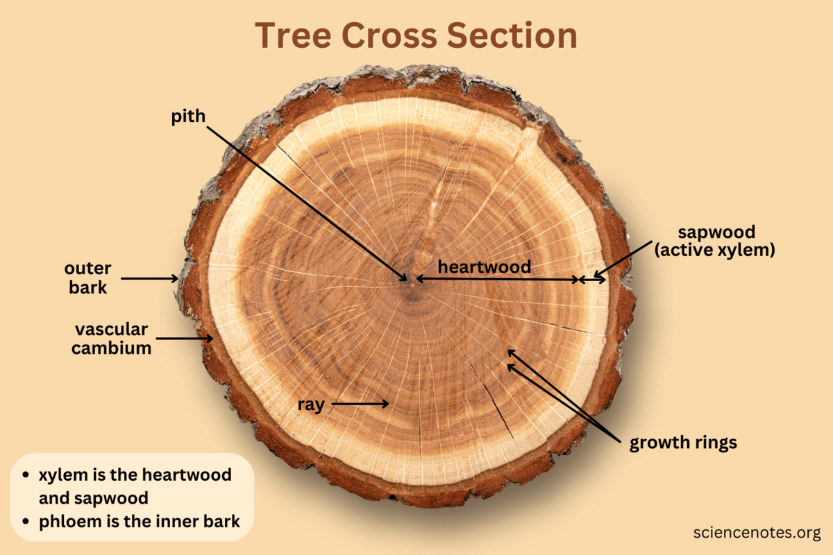 Dendrochronology Lab Activity Tree Ring Analysis