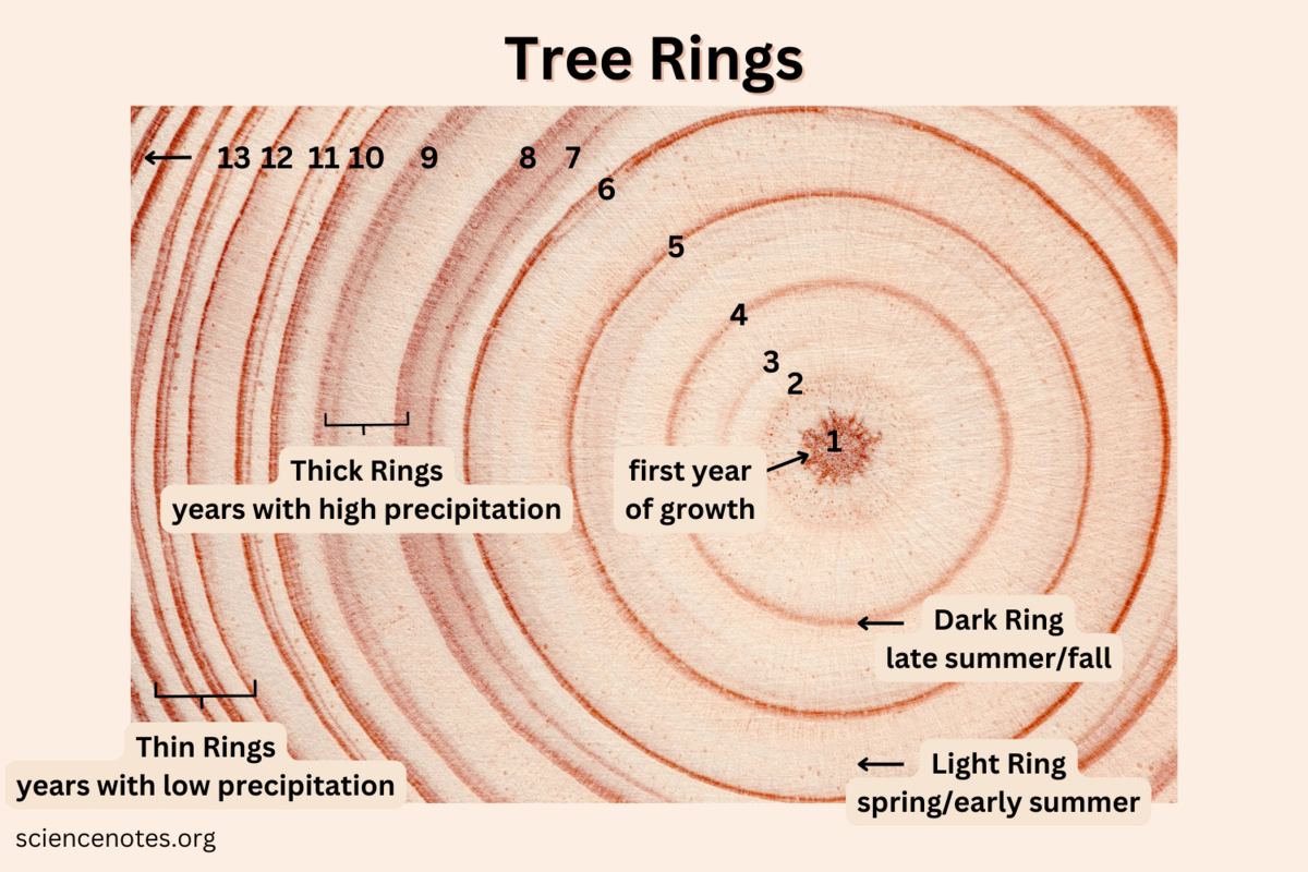 Tree Rings Dendrochronology And Dendroclimatology