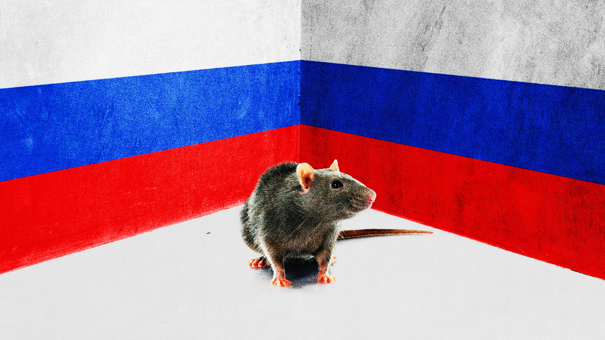 Vladimir Putin And The Parable Of The Cornered Rat The Atlantic