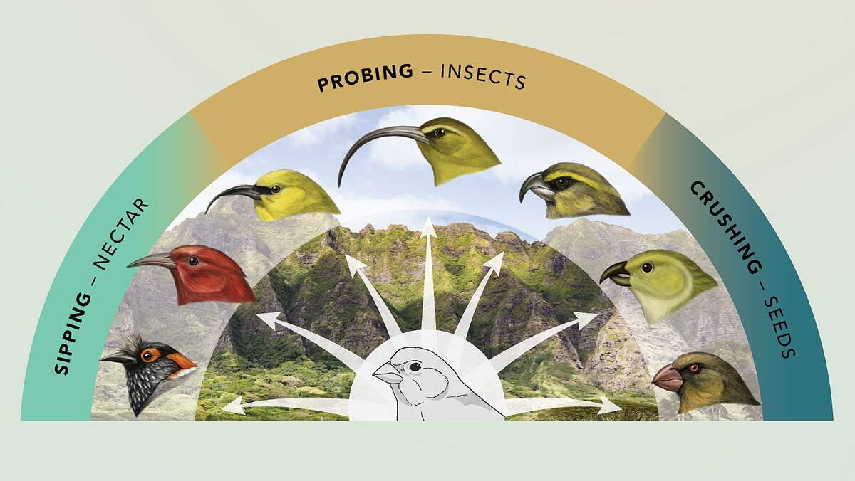 Why Evolution Goes Wild On Islands The Science Of Adaptive Radiation All About Birds