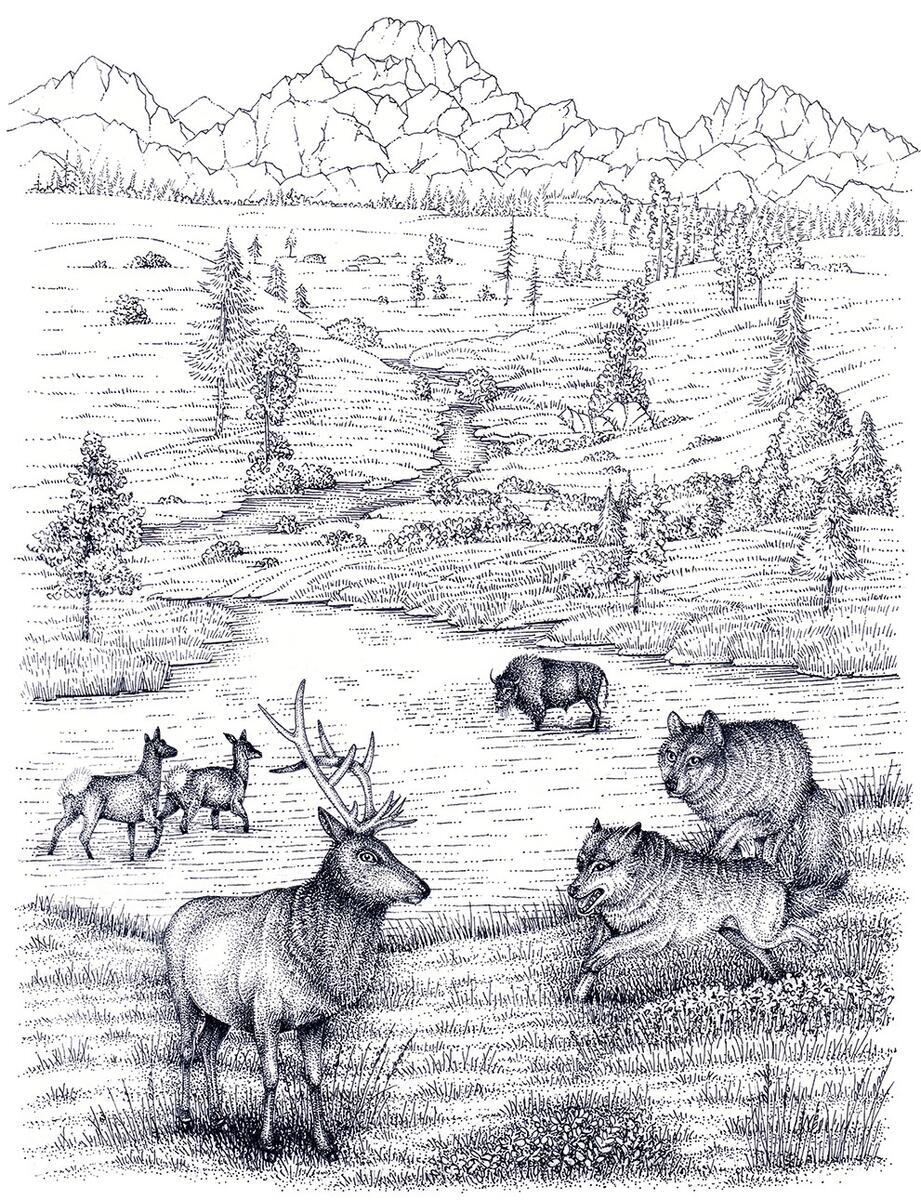 Wolf Hunting Elk Lizzie Harper