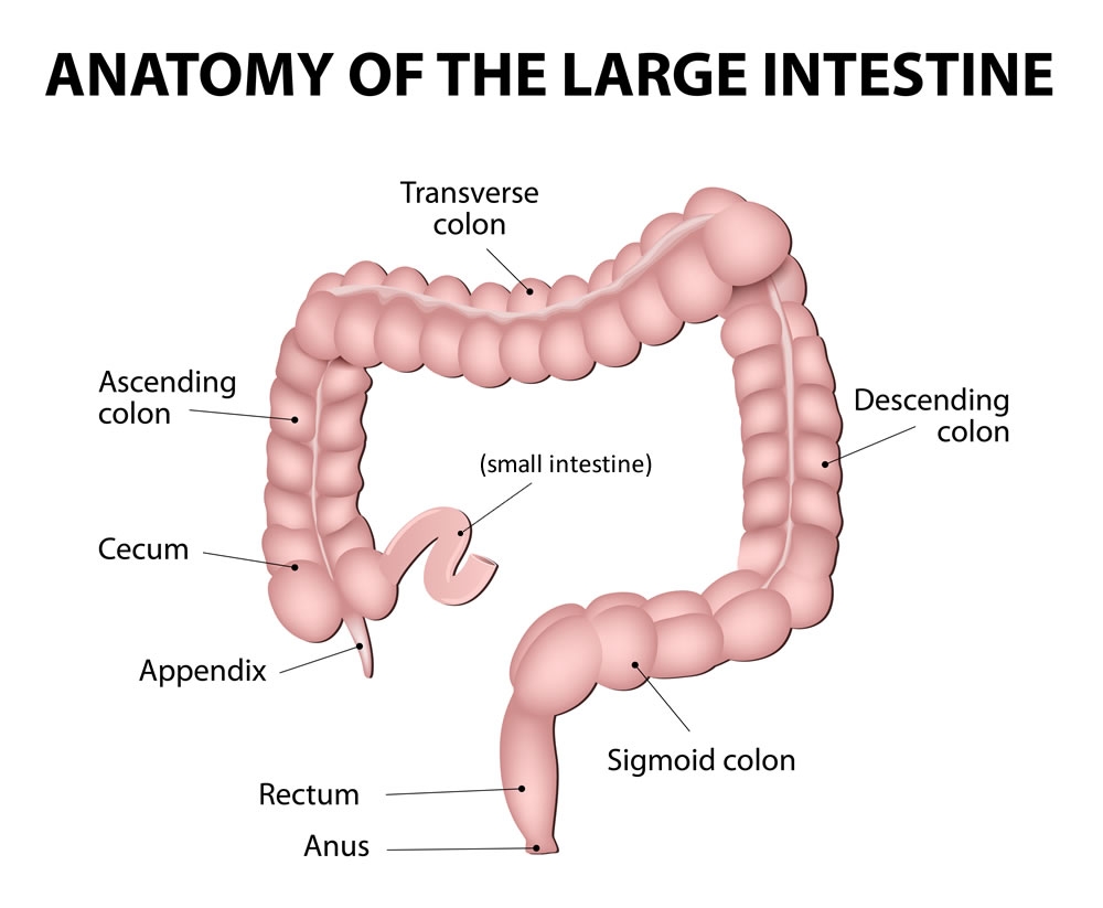 Your Appendix And Parkinson S Disease The Science Of Parkinson S Your Appendix And Parkinson S Disease The Science Of Parkinson S